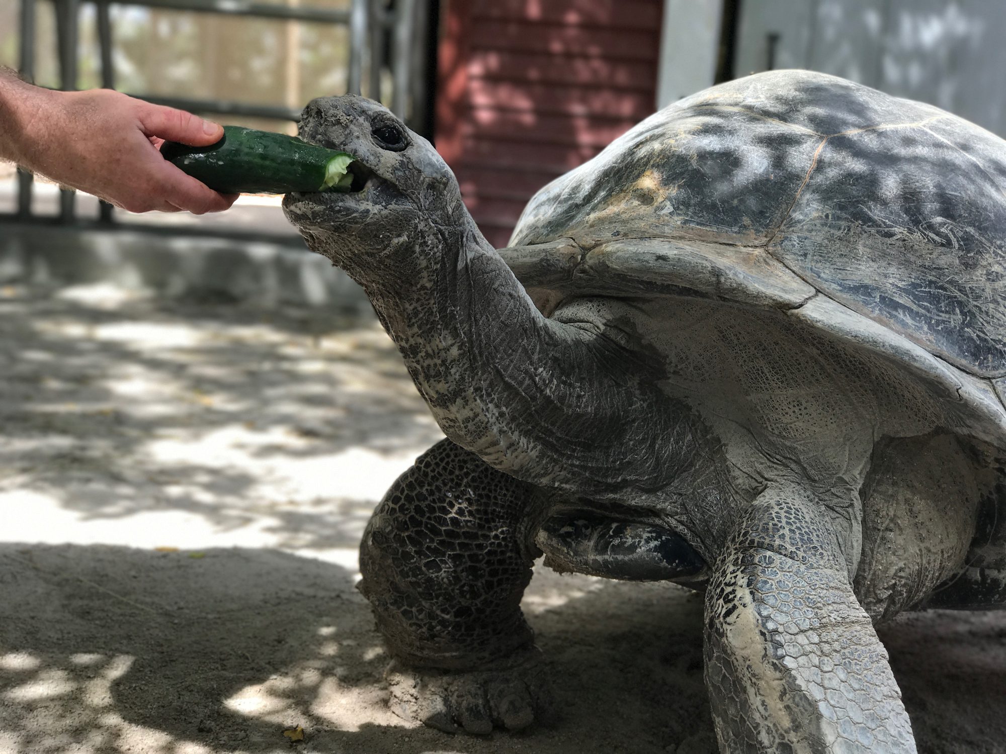 A giant tortoise being hand-fed at Jungle Island, Miami.