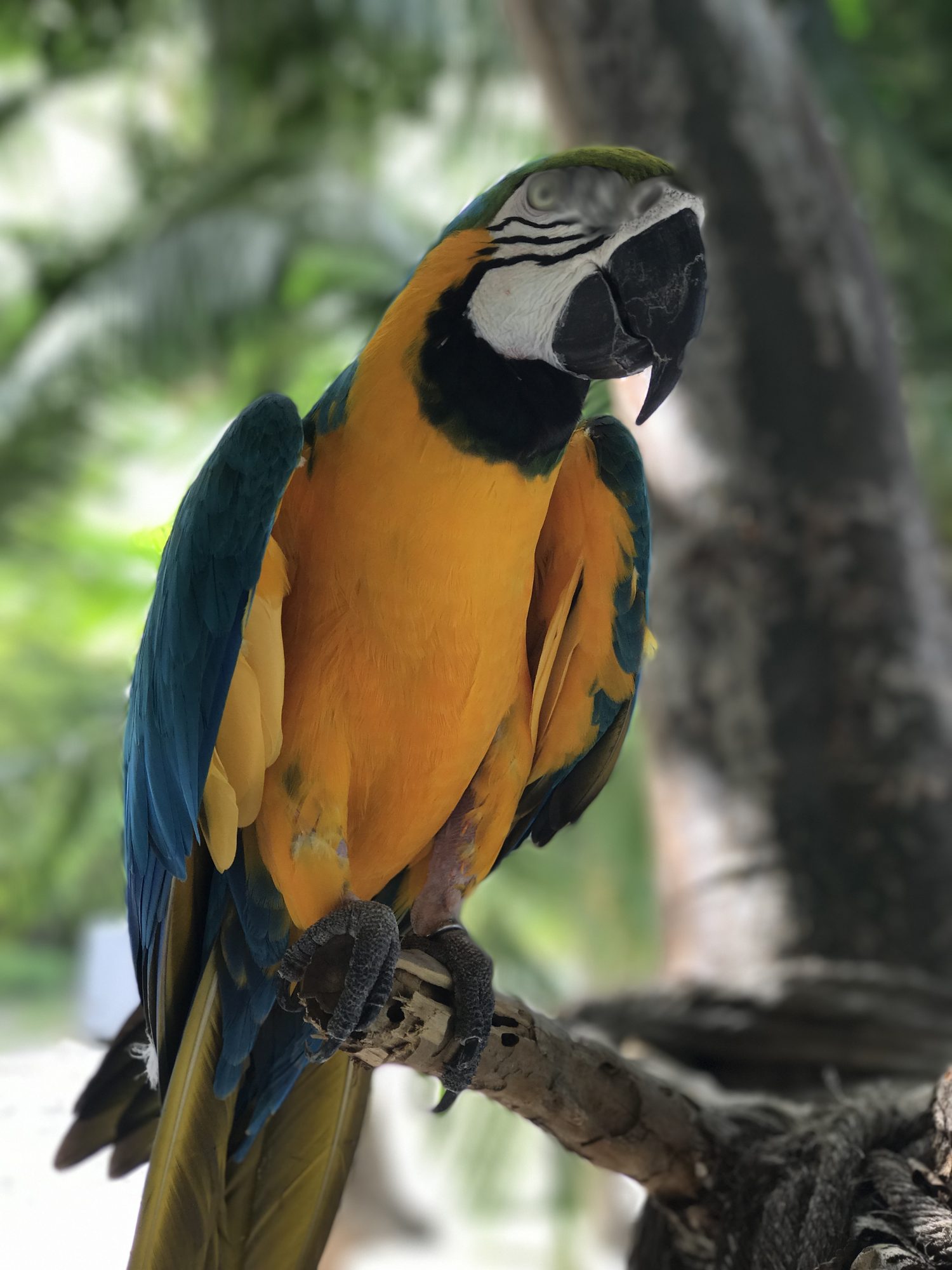 A blue-and-gold macaw at Jungle Island, Miami.